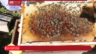 آموزش نحوه برخورد با زنبور های بد رفتار