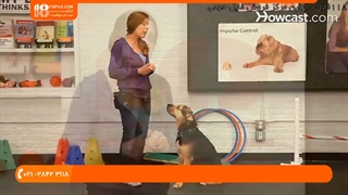 چگونه نحوه دست دادن به سگ خانگی را آموزش بدهیم؟