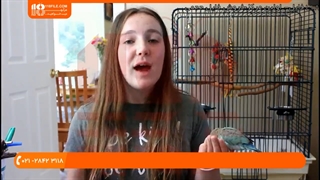 چگونگی انتقال و عادت دادن طوطی به قفس