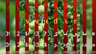 عرضه نهال گردو در کرج(www.gerdo.win)