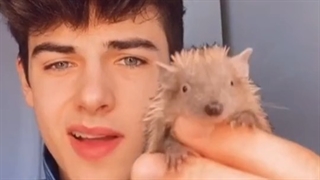 Challenge tik tok:حیوون خونگی