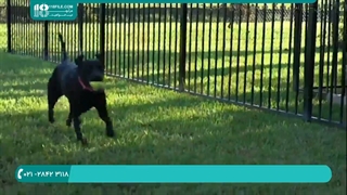 تربیت سگ - نحوه آرام کردن سگ در چند دقیقه