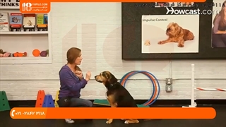 تربیت سگ - آموزش دست دادن به سگ