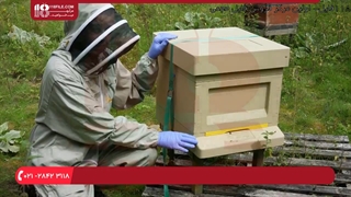 آموزش رفع بزرگترین مشکل زنبوردار ( آفت جرب واروا )