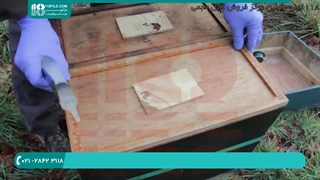 چگونه در زنبورداری ماهر شویم ؟