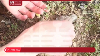 آموزش ساخت انواع تراریوم | د شیشې باغ جوړول - ساخت تراریوم کوچک بومی