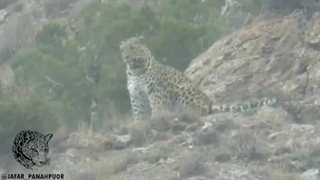 نگهداری طبیعت وحشی و پلنگ ایرانی