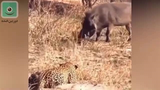 دوبله خنده دار 