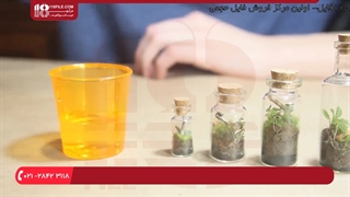 آشنایی با گیاهانی که برای ساخت تراریوم مناسب هستند