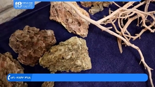 آموزش کاشت گیاهان آکواریومی و تزئین داخلی اکواریوم