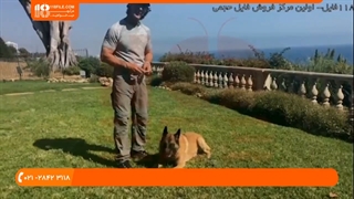 تربیت سگ - سه اشتباه بزرگ در آموزش سگ و نحوه اجتناب از آنها