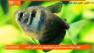 ماهی زینتی - نگهداری ماهی بتا