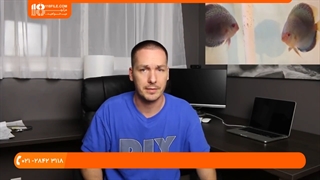 ماهی زینتی - درآمدزایی از پرورش ماهی دیسکاس