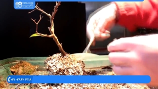 آموزش پرورش گل و گیاه  - د ګلانو او بوټو کښت کول | پرورش بونسای گل کاغذی