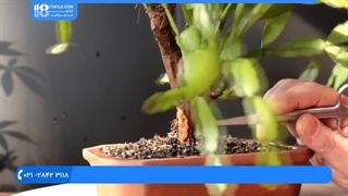 آموزش پرورش گل و گیاه  - د ګلانو او بوټو کښت کول | اصلاح بونسای کاکتوس و کروتون