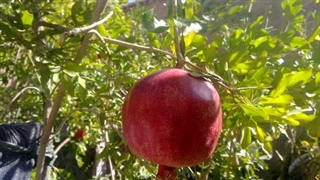 تصاویری از خانیک