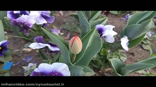 گلهای زیبای بهاری طبیعت گردی با آهنگ راغب بهار نرم افزار گردشگری سایروس توریست،اپلیکیشن گردشگری سایروس توریست ایرانگردی