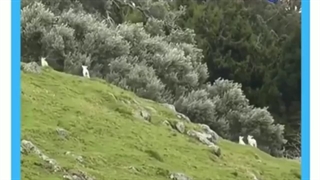 زنگ تفریح با بره ها