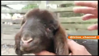 فیلم تولد گوسفند دوسر!