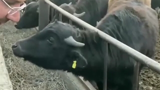 تغذیه مناسب دام