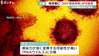 糖尿病治療薬ピオグリタゾンなど新型コロナ感染抑制に有効か｜京大iPS細胞研究所