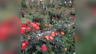 باغ گلشن طبس.بهار۱۴۰۰