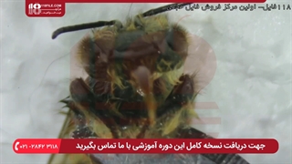 نحوه زندگی و اطلاعات کامل راجب زنبور عسل