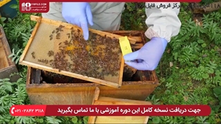 راه های شروع زنبورداری برای افراد مبتدی