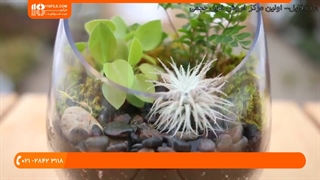 اموزش ساخت تراریوم سر باز برای گیاهان سردسیری