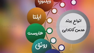 فروش انواع برند عدس کانادایی
