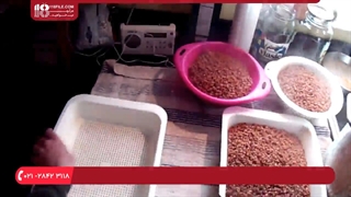 آموزش پرورش قارچ در منزل بدون هیچ تخصصی