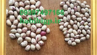 خرید لوبیا چیتی عمده ایرانی با کیفیت