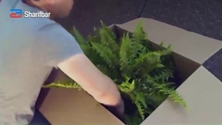 اسباب کشی با گلهای آپارتمانی