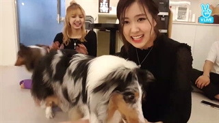 ویلایو 멍멍과블핑 (بلک پینک با سگ ها) با زیرنویس فارسی آنلاین