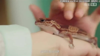 سریال چینی گربه من باش  ( 2021 Be My Cat )  قسمت 1 + زیرنویس فارسی  کپشن مهممم :