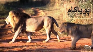 10 باری که شیشه محکم نبود!