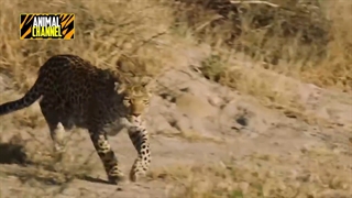 شکارچی تر از پلنگ هم داریم!!!!!!