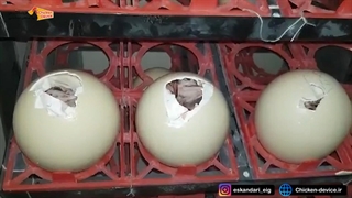 جوجه کشی از شترمرغ دستگاه جوجه کشی