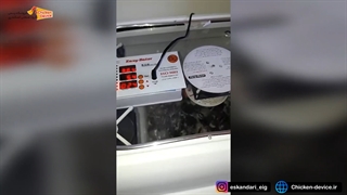 جوجه کشی از قرقاول با دستگاه جوجه کشی