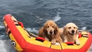 تیوپ سواری سگا رو دیده بودین! چه کیفی میکنن | پرین پرواز