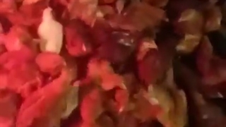 فروش جوجه گلپایگانی