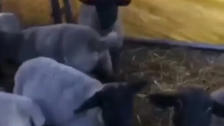 خرید و فروش گوسفند رومانوف