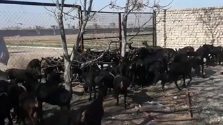 فروش بز مورسیا صددرصد خلوص