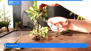 پرورش و اصلاح بونسای کاکتوس و تاج دندان و کروتون