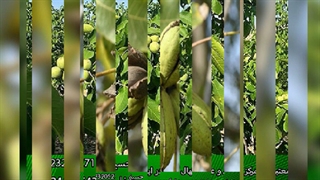 فروش نهال گردو زودبازده و دیرگل (www.gerdo.pro)