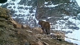 حیات وحش منطقه البرز مرکزی شمالی در غرب استان مازندران