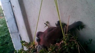 فیلمبردار-حسام الدین شفیعیان