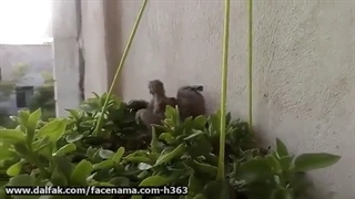 فیلمبردار-حسام الدین شفیعیان