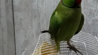 رقص طوطی و هورامی خواند استاد سعیدکاکاوندی