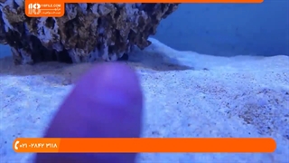 آکواریوم گیاهی اتاق پرورش و نگهداری مرجان